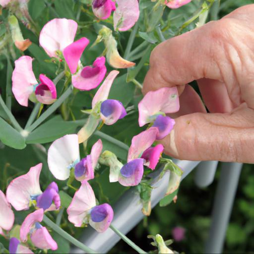 Growing and caring for lathyrus odoratus painted lady