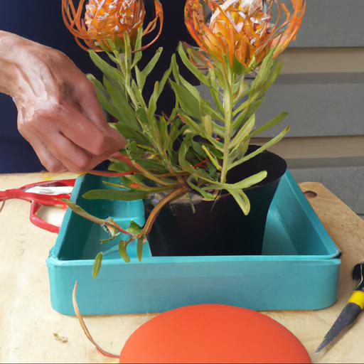 Growing and caring for leucospermum cordifolium