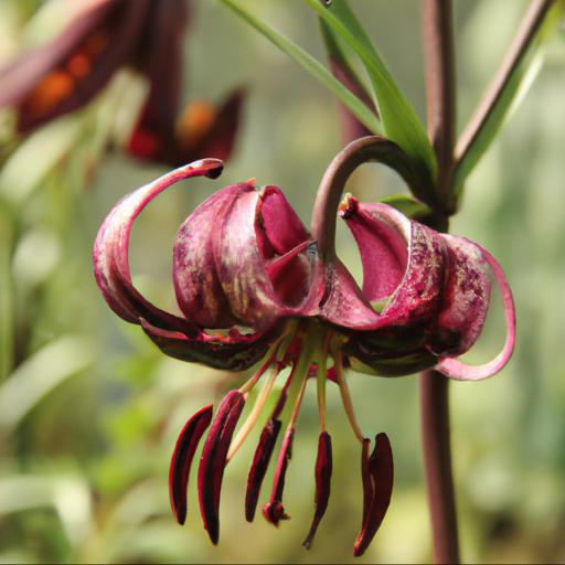 Growing and caring for lilium martagon claude shride