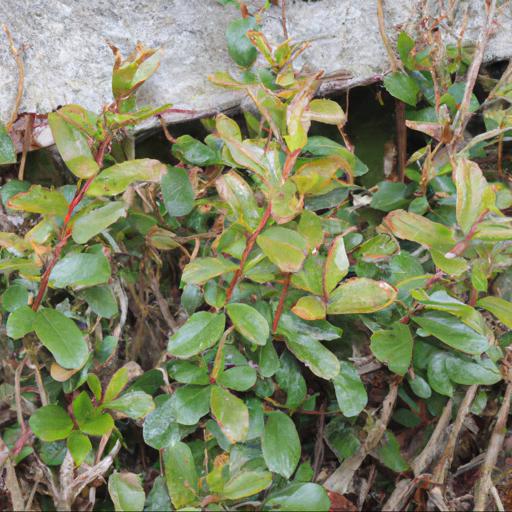 Growing and caring for lonicera ligustrina var