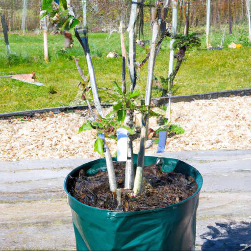 Growing and caring for malus domestica benenden early