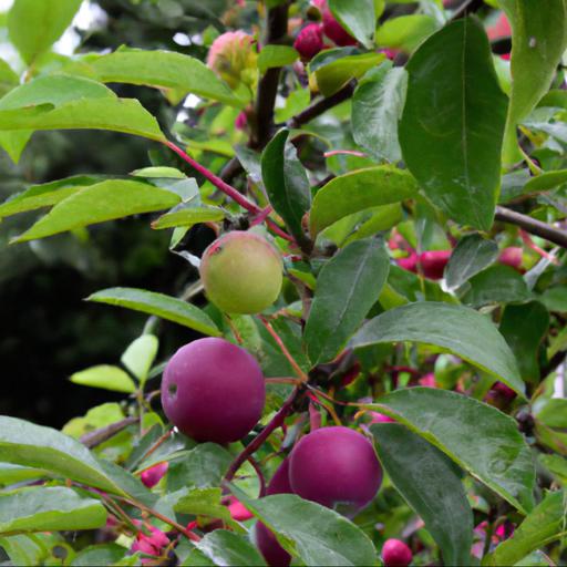 Growing and caring for malus evereste