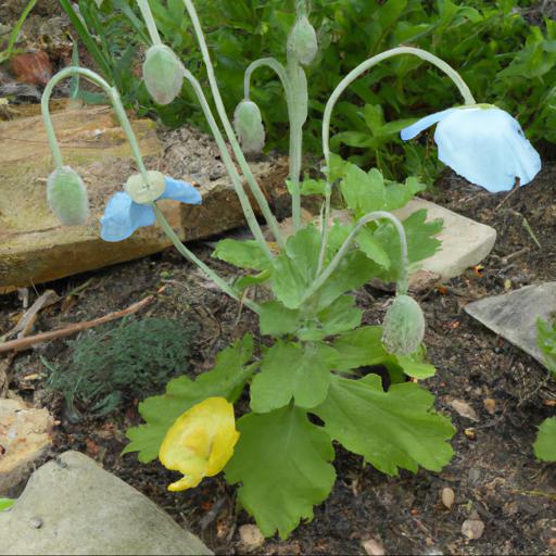 Growing and caring for meconopsis baileyi