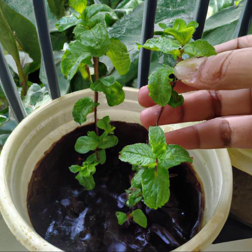 Growing and caring for mentha aquatica