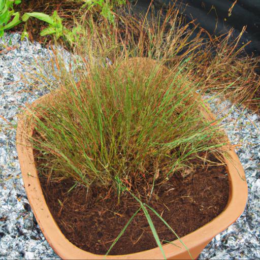 Growing and caring for molinia caerulea subsp