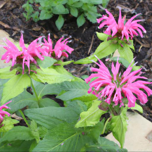 Growing and caring for monarda citriodora