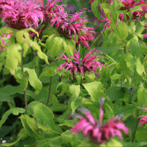 Growing and caring for monarda citriodora