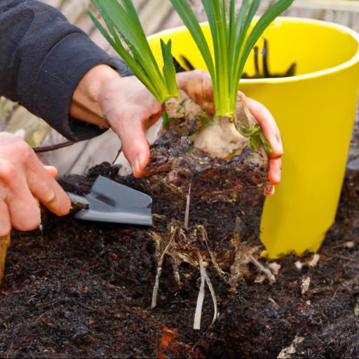 Growing and caring for narcissus elka