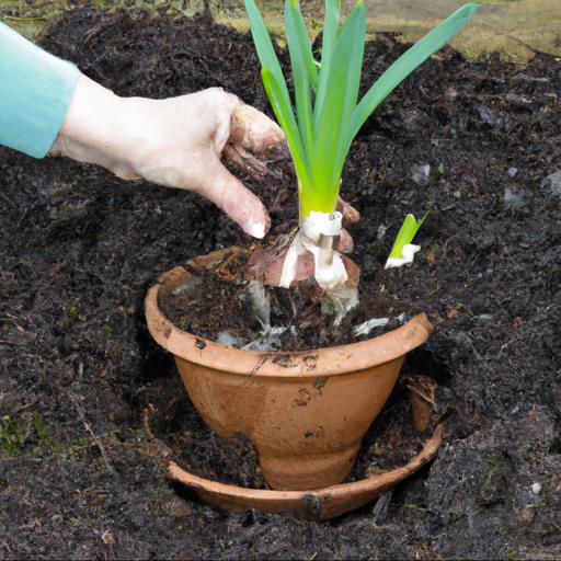 Growing and caring for narcissus salome