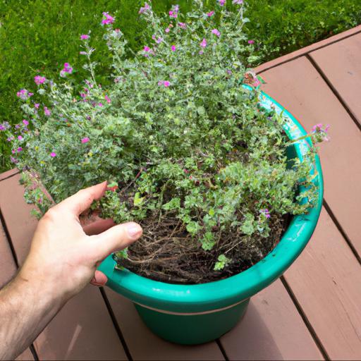 Growing and caring for nepeta longipes