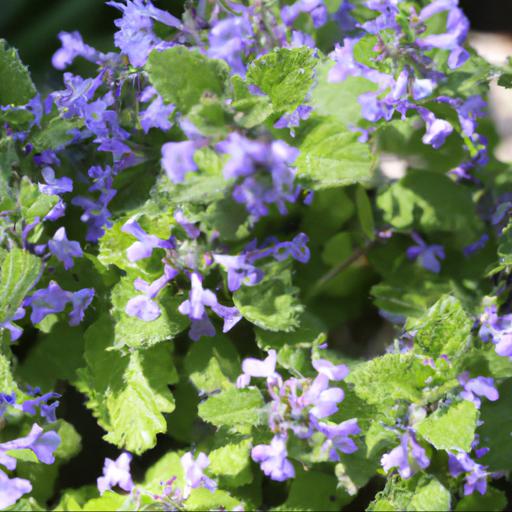 Growing and caring for nepeta nervosa blue moon