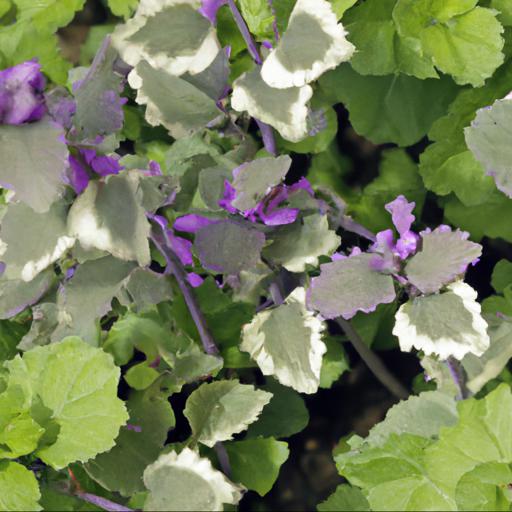 Growing and caring for nepeta nervosa blue moon