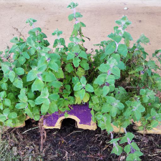 Growing and caring for nepeta six hills giant