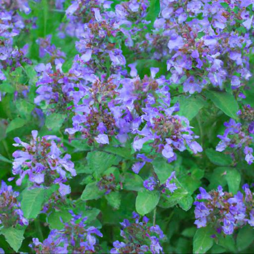 Growing and caring for nepeta subsessilis blue dreams