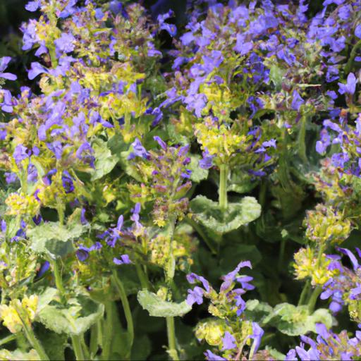 Growing and caring for nepeta subsessilis blue dreams