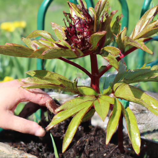 Growing and caring for paeonia chocolate soldier