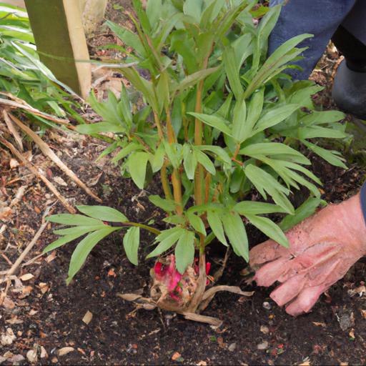 Growing and caring for paeonia shimane sedai