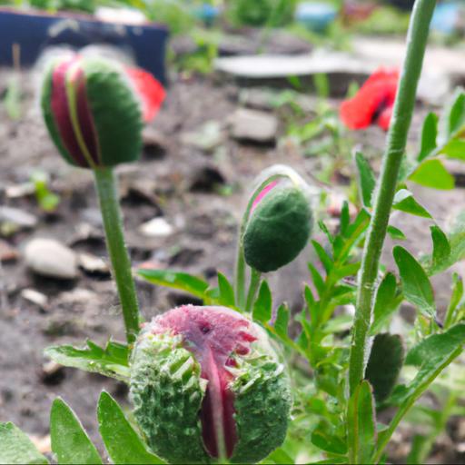 Growing and caring for papaver rhoeas