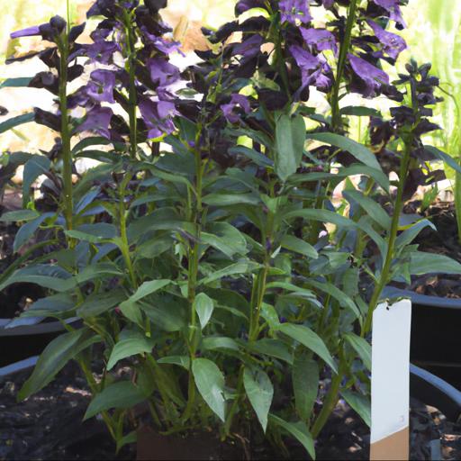 Growing and caring for penstemon dark towers