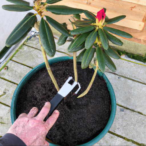 Growing and caring for rhododendron nancy evans