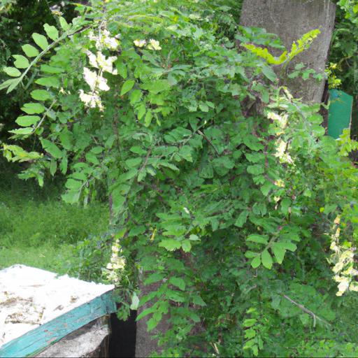 Growing and caring for robinia pseudoacacia