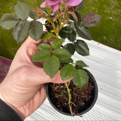 Growing and caring for rosa gallica versicolor