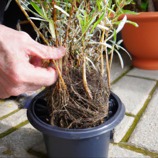 Growing and caring for salix babylonica