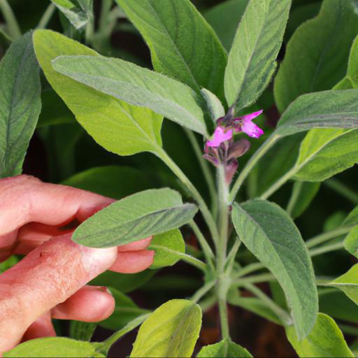 Growing and caring for salvia cacaliifolia