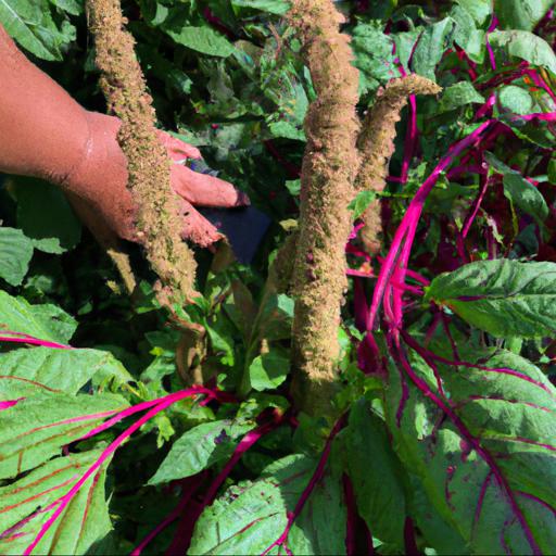 Growing and harvesting amaranthus caudatus