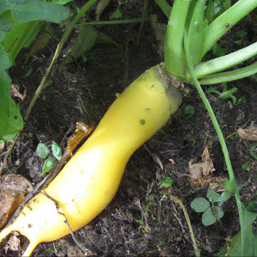 Growing and harvesting beta vulgaris subsp