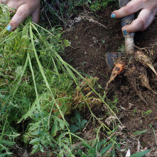 Growing and harvesting daucus carota