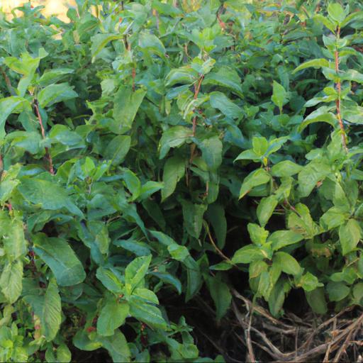 Growing and harvesting mentha spicata