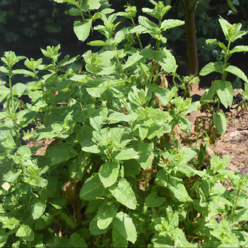 Growing and harvesting mentha suaveolens