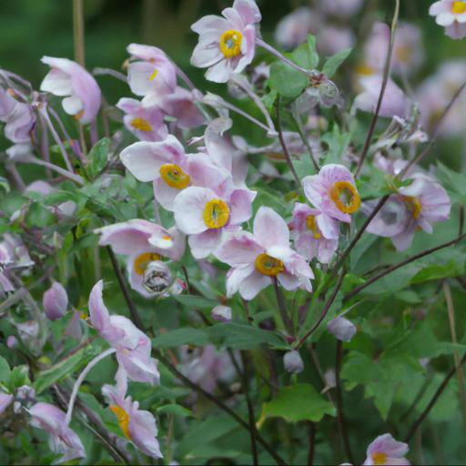 Growing anemone hupehensis var