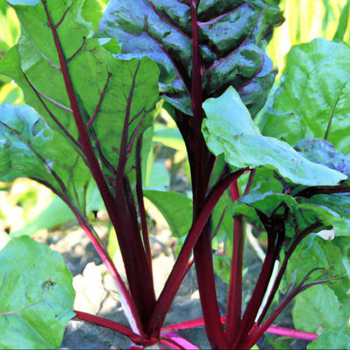 Growing beta vulgaris boltardy