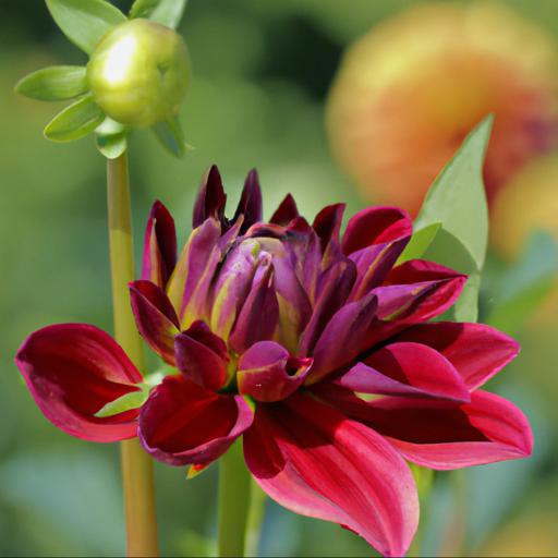 Growing dahlia lambada