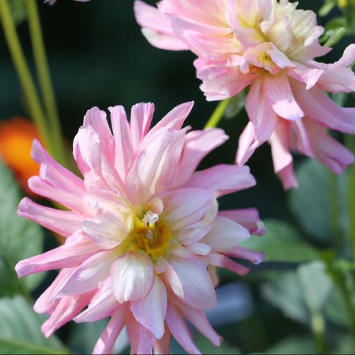 Growing dahlia primrose diane: tips and tricks