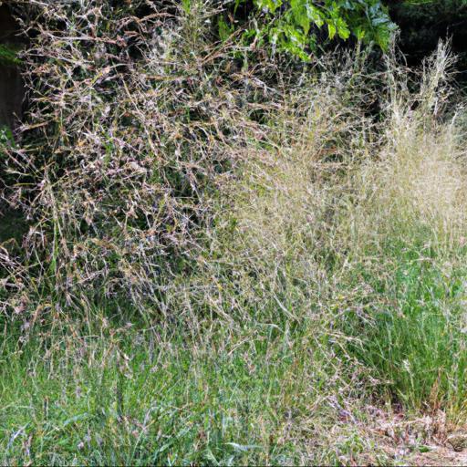 Growing deschampsia cespitosa goldtau