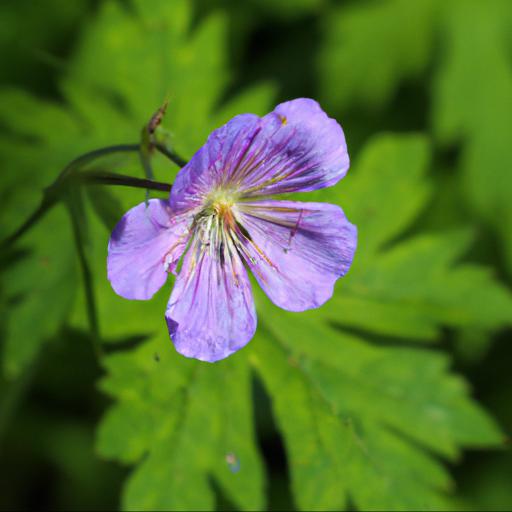 Growing geranium pratense