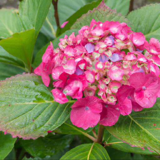 Growing hydrangea macrophylla ayesha