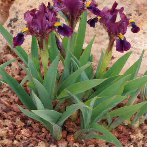 Growing iris danfordiae