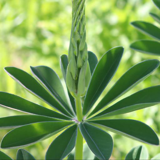 Growing lupinus arboreus