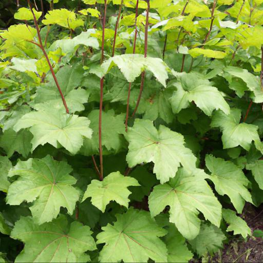 Growing macleaya cordata