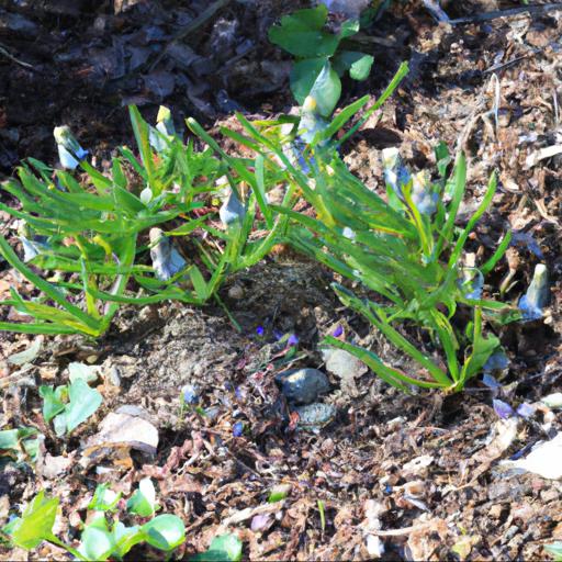 Growing muscari pallens