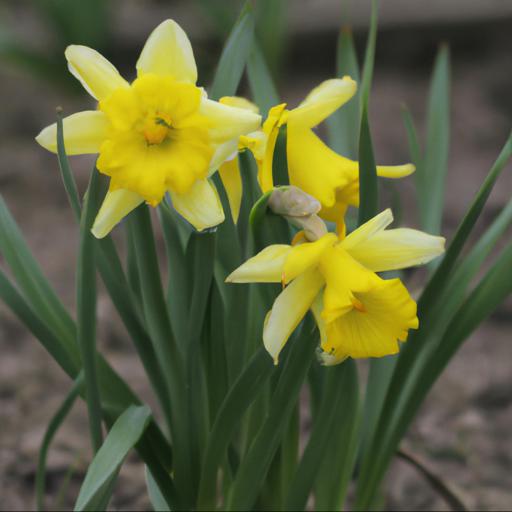 Growing narcissus brunswick