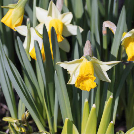 Growing narcissus hawera