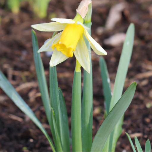 Growing narcissus obvallaris