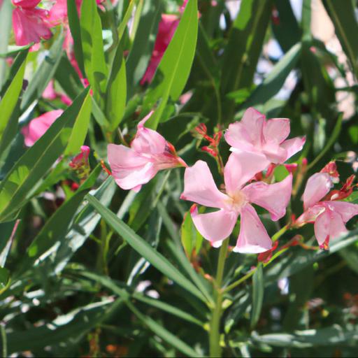 Growing nerium oleander: tips and tricks for a healthy plant