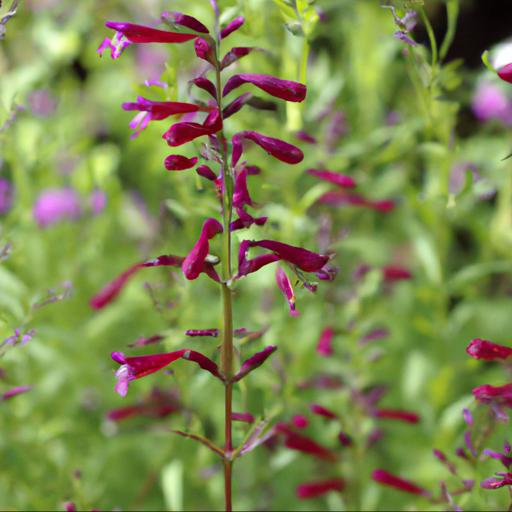 Growing penstemon garnet