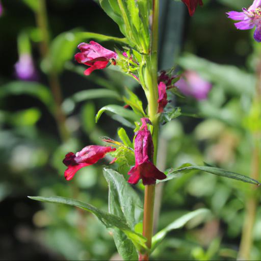 Growing penstemon rubicundus